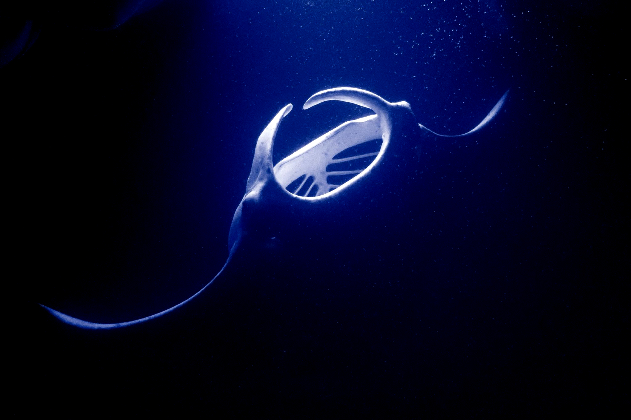 Manta Rays Hawaii